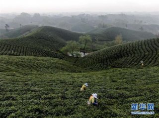 复苏，从一片茶叶开始——河南大别山区经济见闻