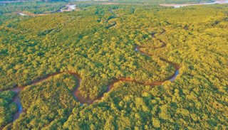 到2025年，我国将营造和修复红树林18800公顷 红树林保护有了“路线图”