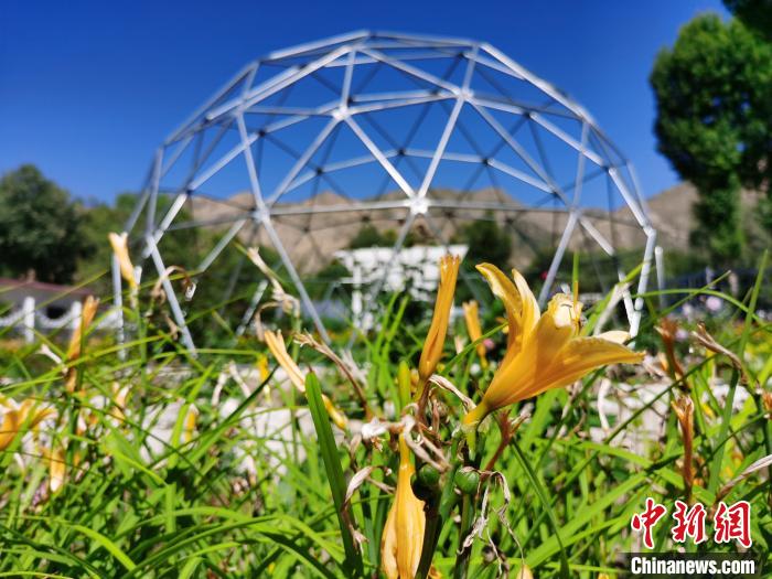 图为青海省海南藏族自治州贵德县的“高原美地”花田农场。　张添福 摄