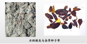 中国发现世界上面积最大、年代最早的古稻田遗址